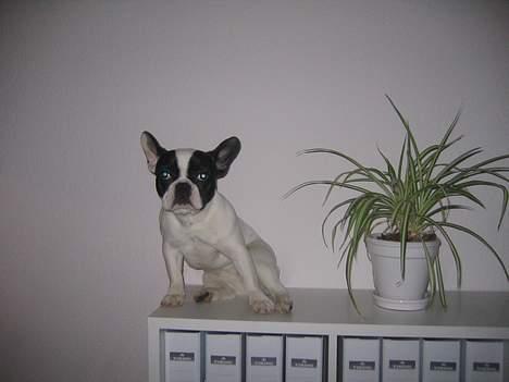 Fransk bulldog Trold og Trunte billede 10