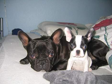 Fransk bulldog Trold og Trunte billede 11