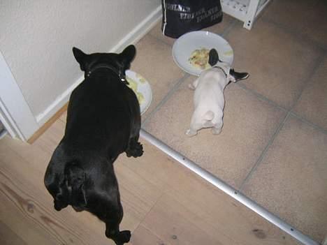 Fransk bulldog Trold og Trunte billede 12