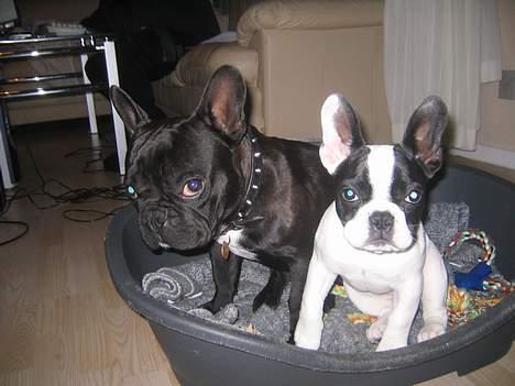 Fransk bulldog Trold og Trunte billede 13