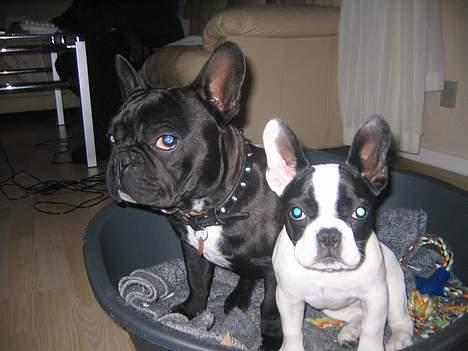 Fransk bulldog Trold og Trunte billede 14