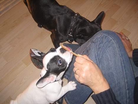 Fransk bulldog Trold og Trunte billede 15