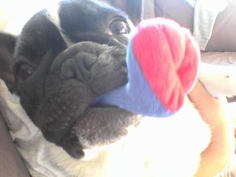 Fransk bulldog bullinium`s emilio/quark - hej stem mig ind. billede 1