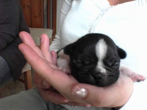 Fransk bulldog bullinium`s emilio/quark - så lille har jeg været billede 2