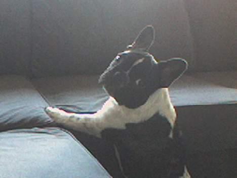Fransk bulldog bullinium`s emilio/quark - jeg må godt he he billede 3