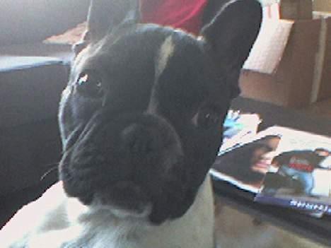Fransk bulldog bullinium`s emilio/quark - hvorfor peger i altid på mig med det der? billede 4