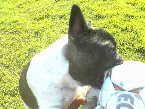 Fransk bulldog bullinium`s emilio/quark - det er min bold, jo større jo bedre. billede 5