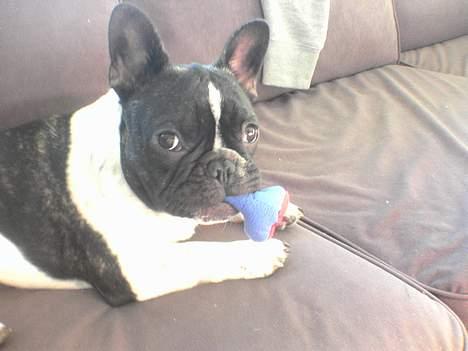 Fransk bulldog bullinium`s emilio/quark - nu er jeg kommet op i sofaen, hvis jeg nu ser sød ud lader de mig nok ligge. billede 6