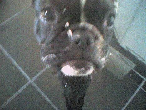 Fransk bulldog bullinium`s emilio/quark - jeg har i hvert fald ikke rørt flødeskummen. billede 7