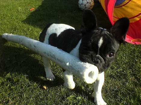 Fransk bulldog bullinium`s emilio/quark - far`s ting er sjove. billede 8