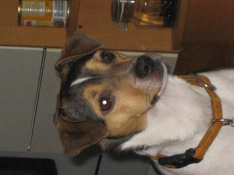 Dansk svensk gaardhund MAX billede 1