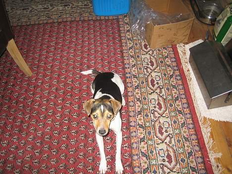 Dansk svensk gaardhund MAX billede 2