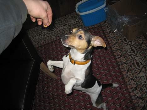 Dansk svensk gaardhund MAX billede 3