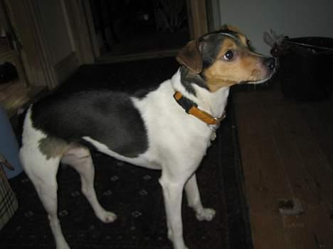 Dansk svensk gaardhund MAX billede 4