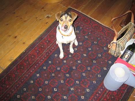 Dansk svensk gaardhund MAX billede 5