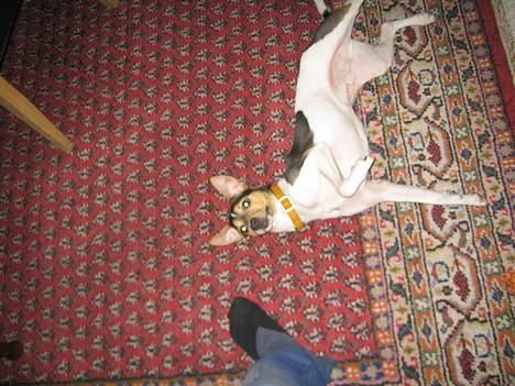 Dansk svensk gaardhund MAX billede 6