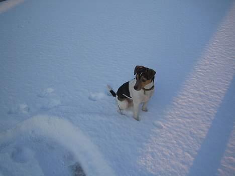 Dansk svensk gaardhund MAX billede 7