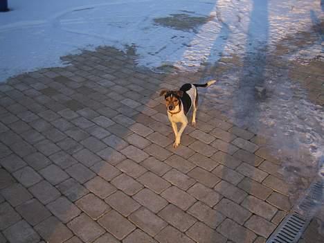 Dansk svensk gaardhund MAX billede 8