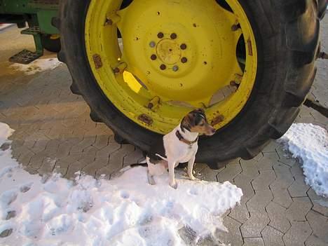 Dansk svensk gaardhund MAX billede 9