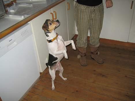 Dansk svensk gaardhund MAX billede 10