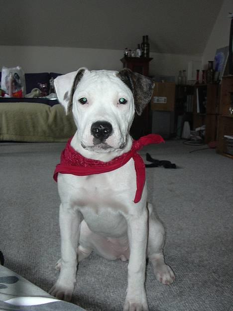 Amerikansk bulldog Razzia billede 1