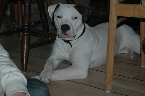 Amerikansk bulldog Razzia billede 2