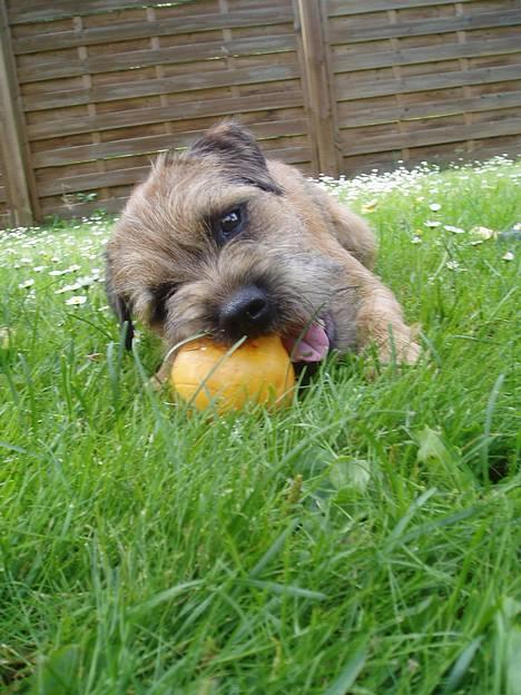 Border terrier Vaks .  - Min boldt billede 20