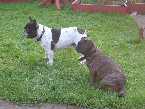 Fransk bulldog Manfred - Manny & Luna billede 11