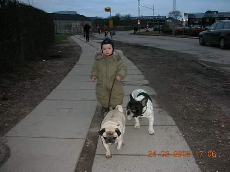 Fransk bulldog Manfred - Her er jeg med min veninde Vera og min menneske bror Boris billede 12