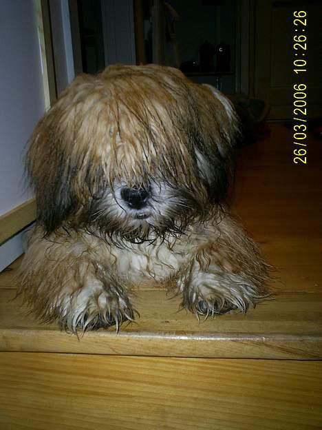 Lhasa apso Buller - Øøøh, hvem sagde dårlig hår dag???? billede 11
