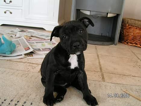 Staffordshire bull terrier Amagerstaff Sille - Sille 9 uger gammel billede 3