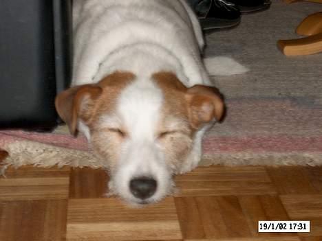 Jack russell terrier Remo † R.I.P billede 11