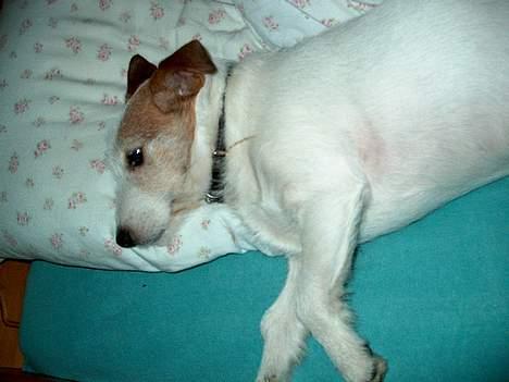 Jack russell terrier Remo † R.I.P billede 12
