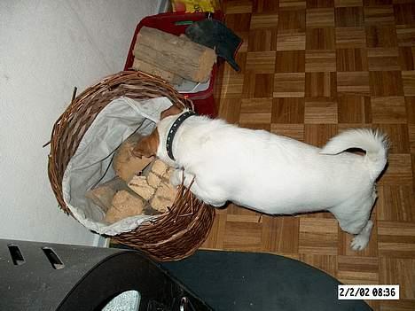 Jack russell terrier Remo † R.I.P - på jagt efter mus i brændekurven billede 13