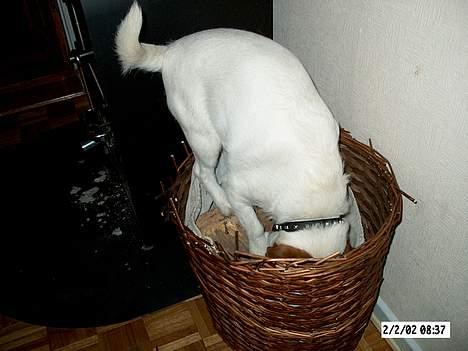 Jack russell terrier Remo † R.I.P - på jagt efter mus i brændekurven billede 14