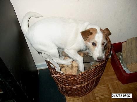 Jack russell terrier Remo † R.I.P - på jagt efter mus i brændekurven billede 15