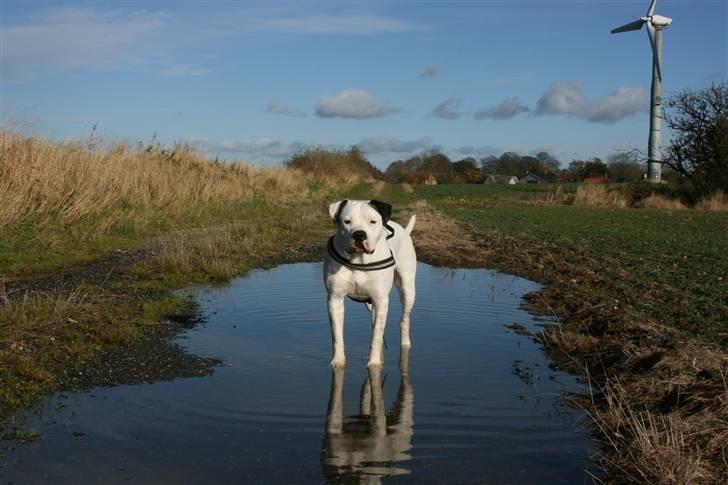 Amerikansk bulldog Razzia billede 3