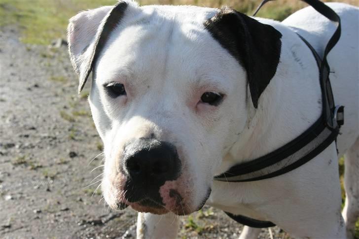 Amerikansk bulldog Razzia - i profil!!! noget jeg er rigtig god til!! billede 4