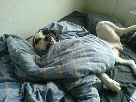 Blanding af racer Carlos *død* - come 2 daddy! billede 14