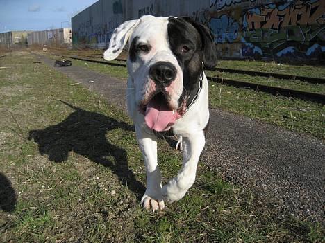 Blanding af racer Carlos *død* billede 15