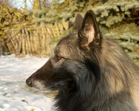 Tervueren Banzai billede 1