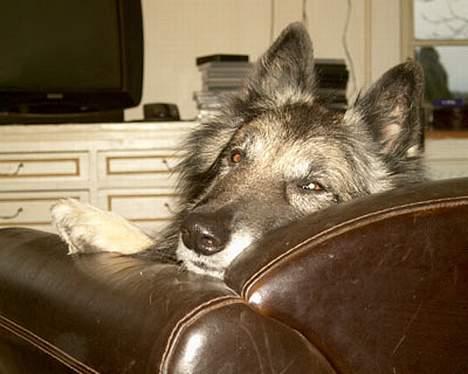 Tervueren Banzai billede 2