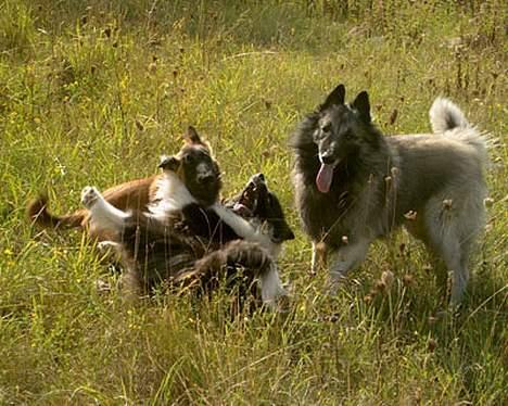 Tervueren Banzai - Banzai og hans to tøser Chili og Jazz billede 3