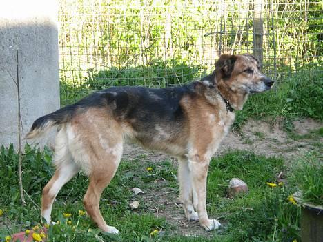 Blanding af racer Svejgaards Trifli - Trifli  billede 16