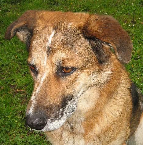 Blanding af racer Svejgaards Trifli - Trifli billede 17