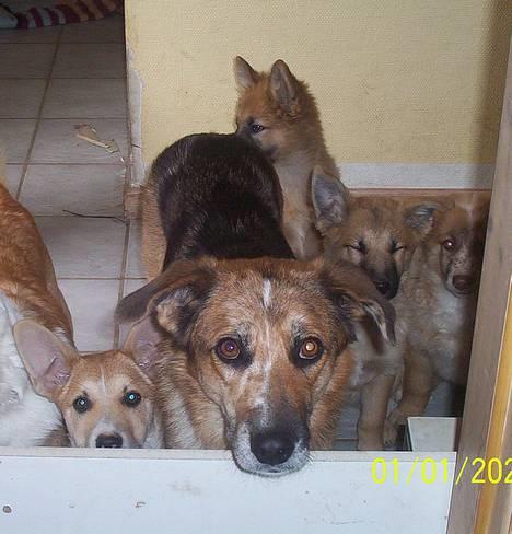 Blanding af racer Svejgaards Trifli - Må jeg ikke nok hoppe over ?? Please ! billede 18