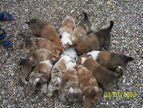 Blanding af racer Svejgaards Trifli - Tæl selv efter. billede 19