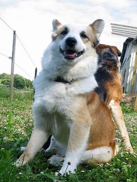 Islandsk fårehund Svejgaards Bailey - jeg smiler for jeg har Trifli i ryggen ; )) billede 20