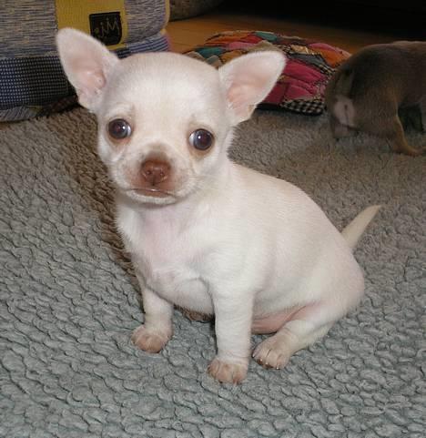 Chihuahua DKCH, KLBCH Chico - Dengang da jeg var lille tra la la billede 17