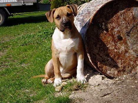 Amerikansk staffordshire terrier Tyson - Tyson er nu 5mdr gammel og vejer 19kg billede 1